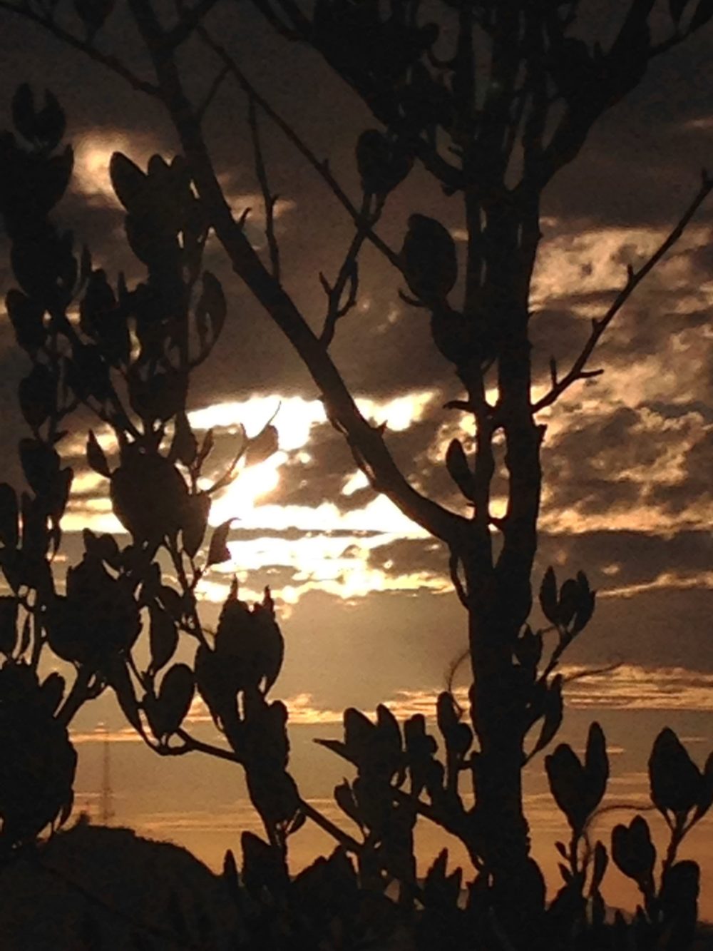 sunset through trees
