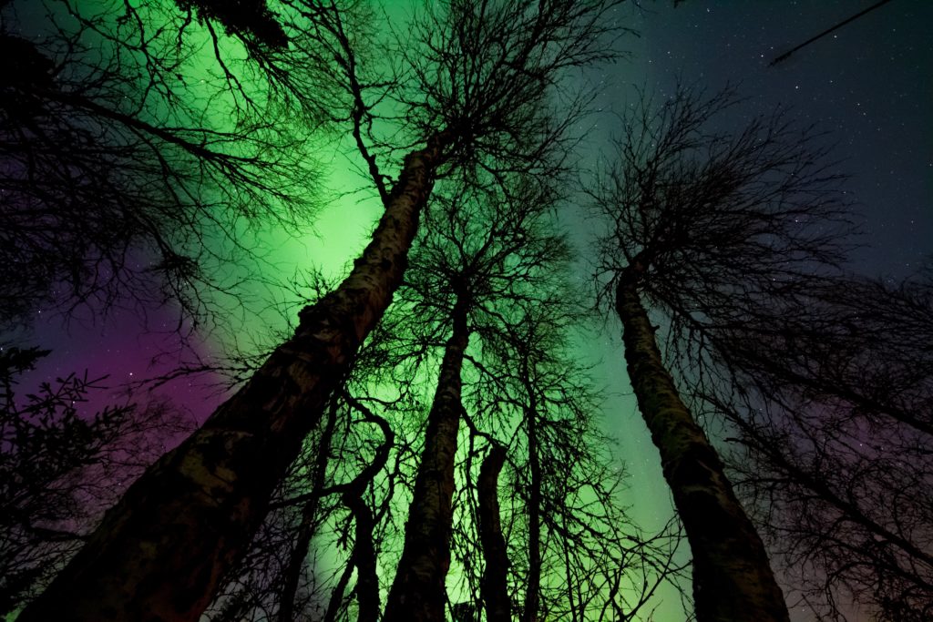 northern lights in forest