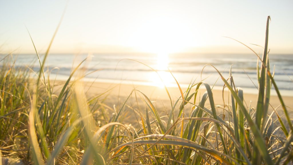 wheat by the sea