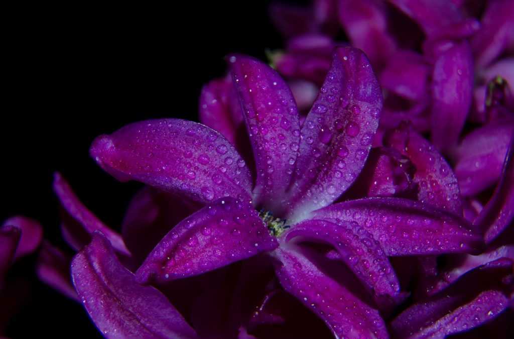 purple flowers wet pedals