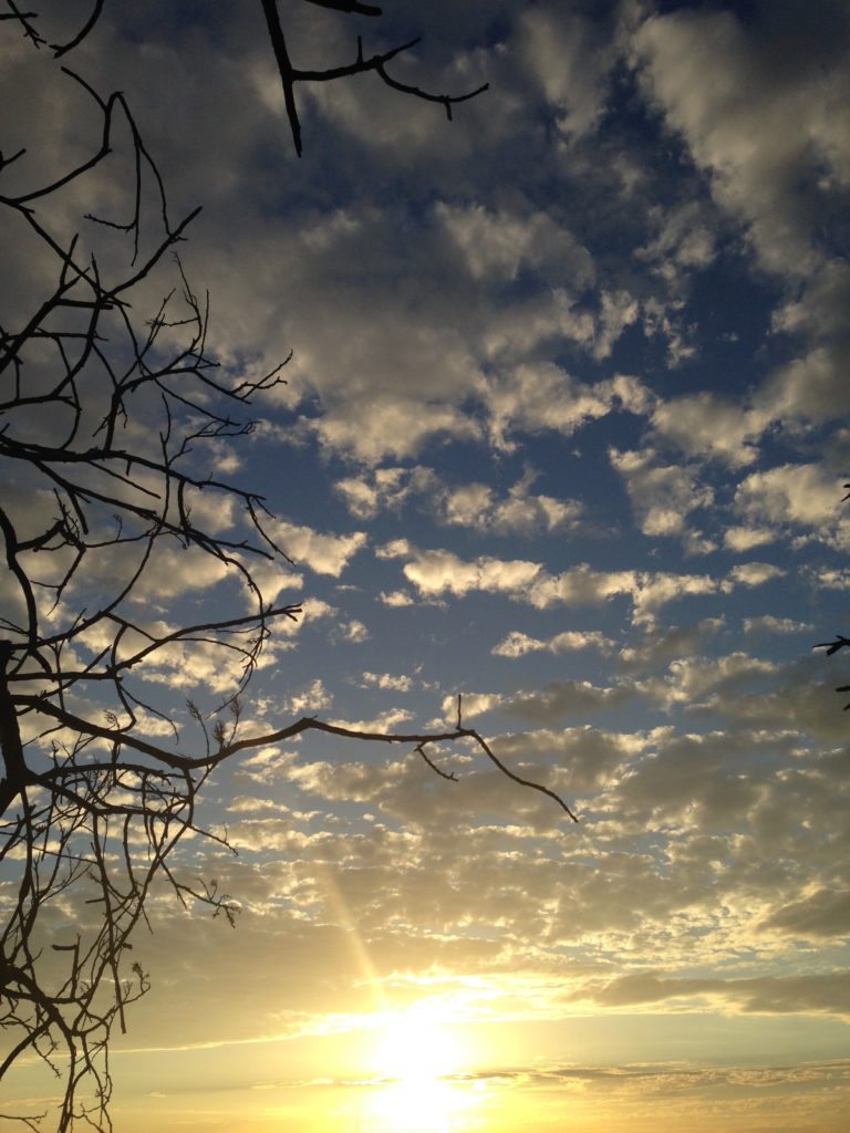sunset, branches, clouds