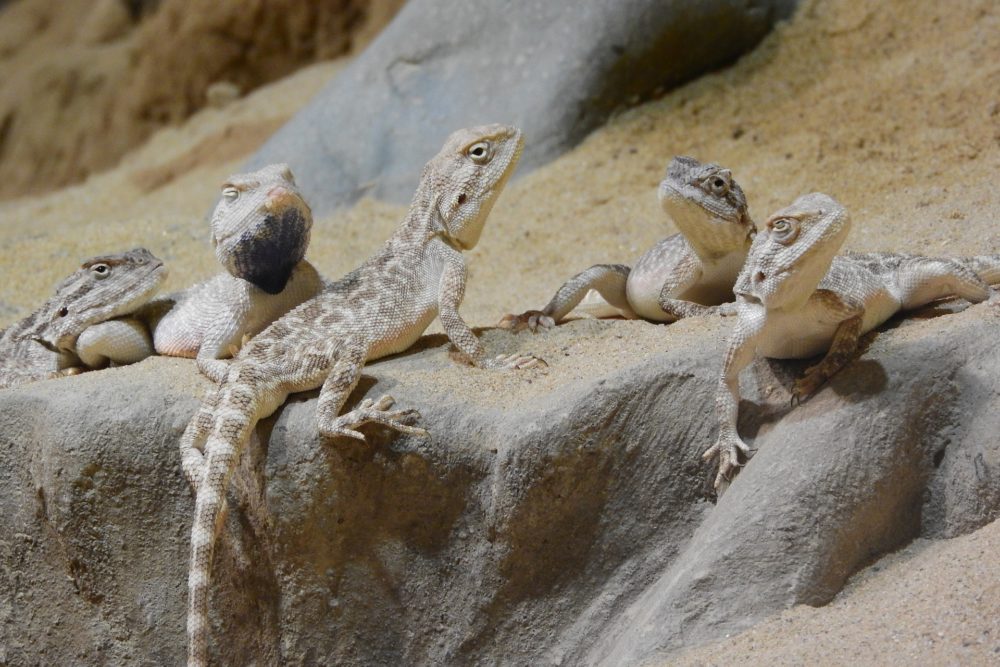lizards on rocks