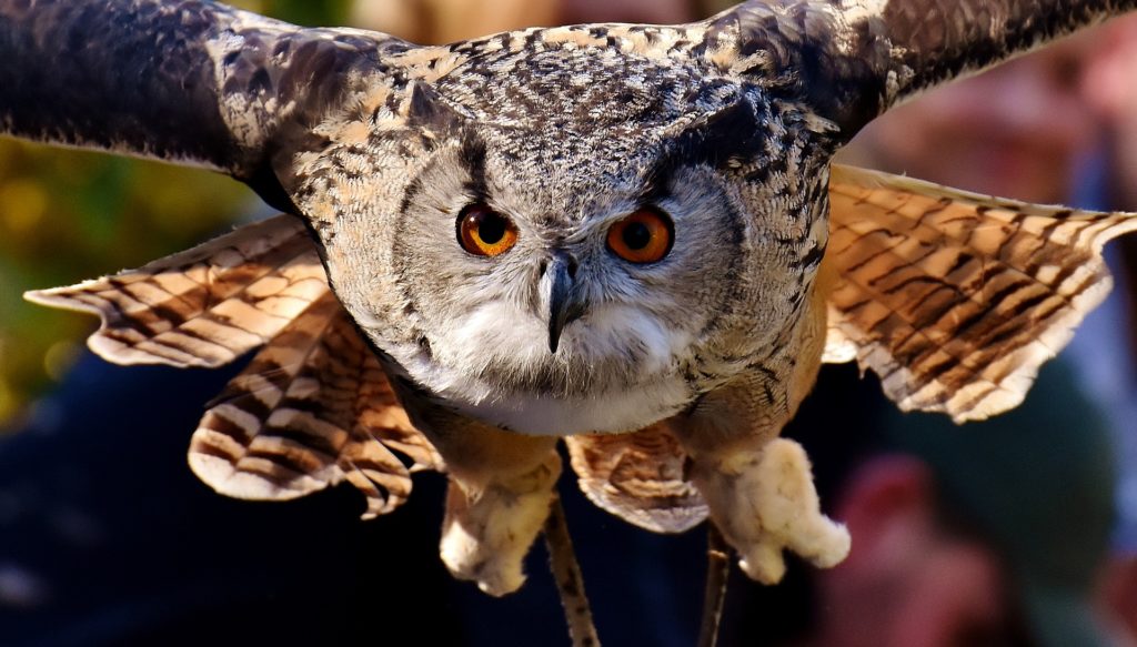 owl swooping down