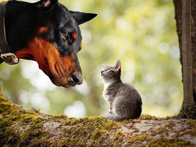 Dog sniffing a kitten