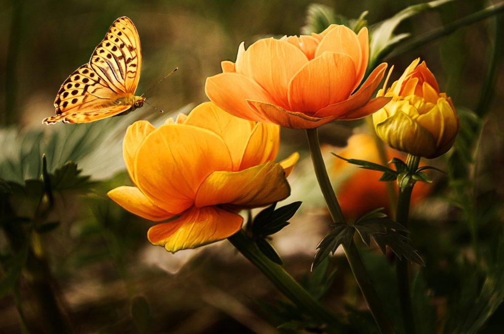 butterfly on orange flower