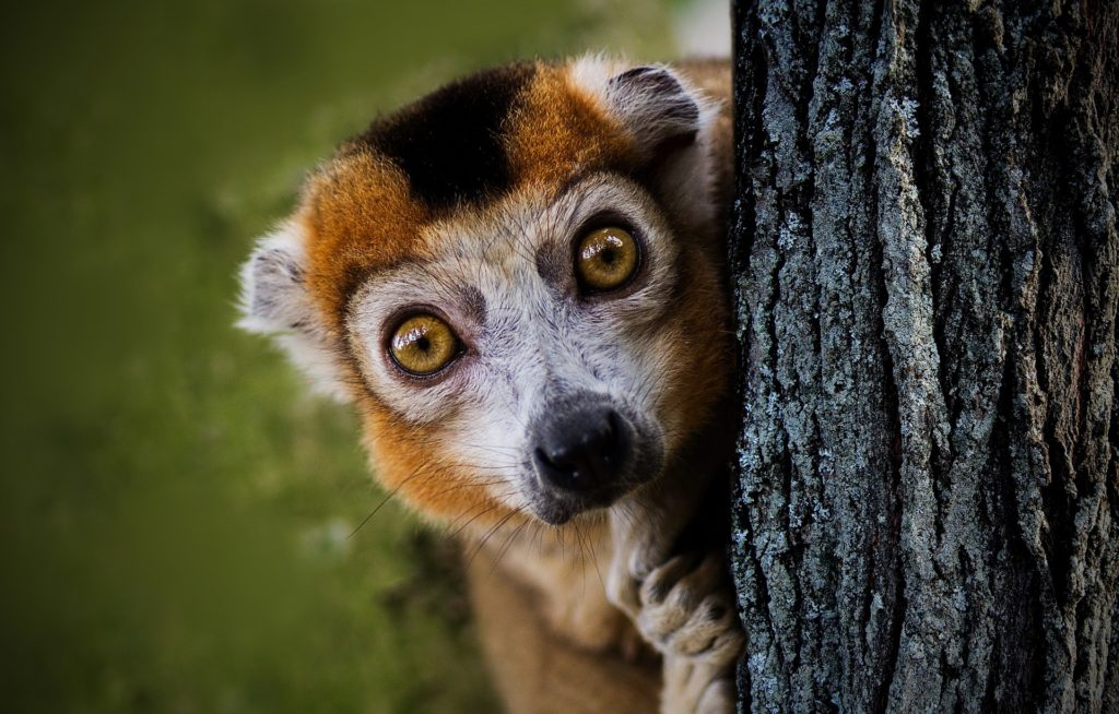 monkey behind a tree