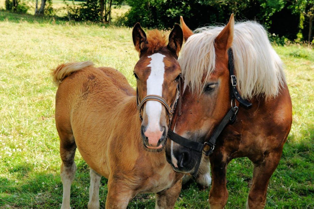 two horses cuddling