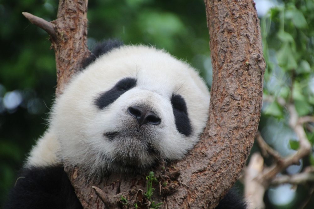 sleeping panda