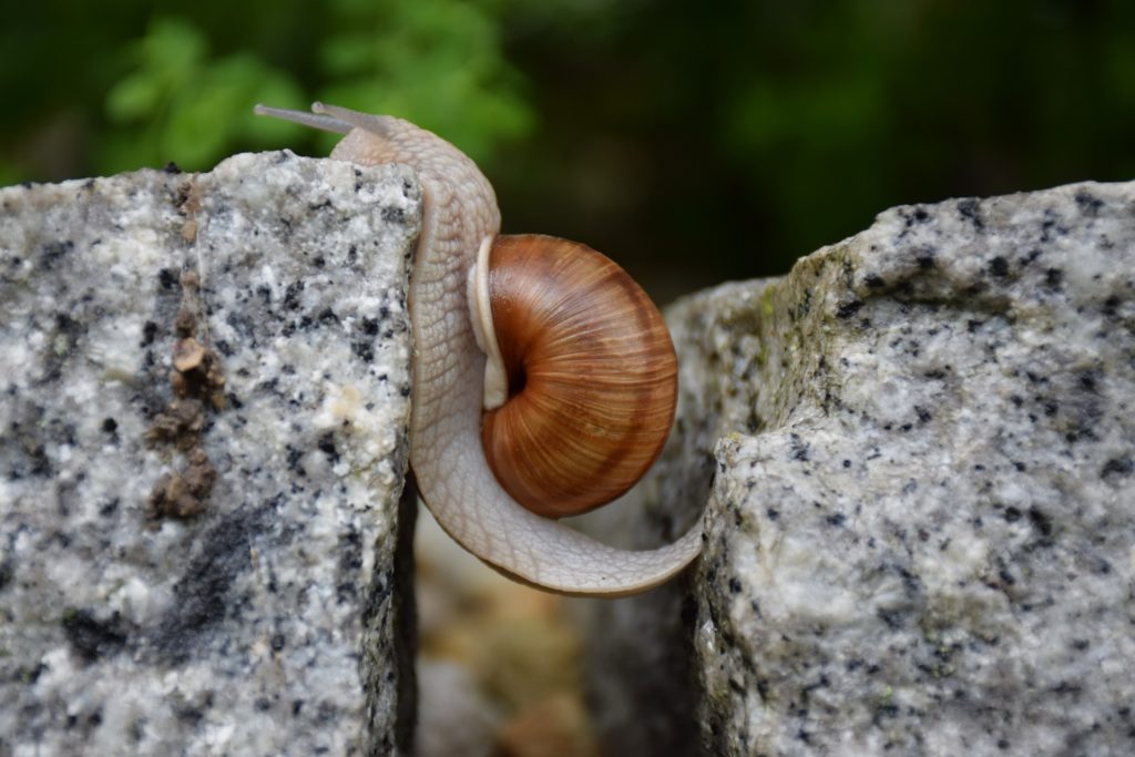snail between rocks